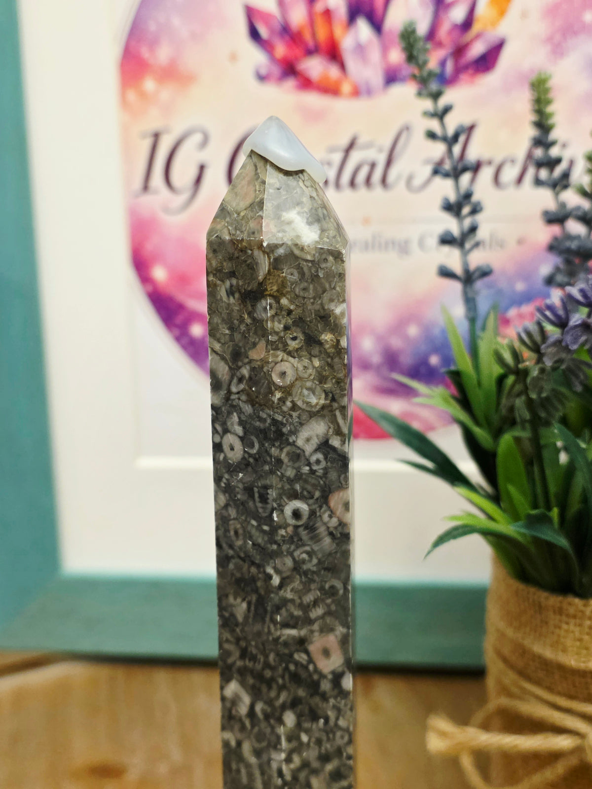 Natural Fossil Coral Tower | 8" Agatized Fossil Coral Point | Polished Coral Fossil Display
