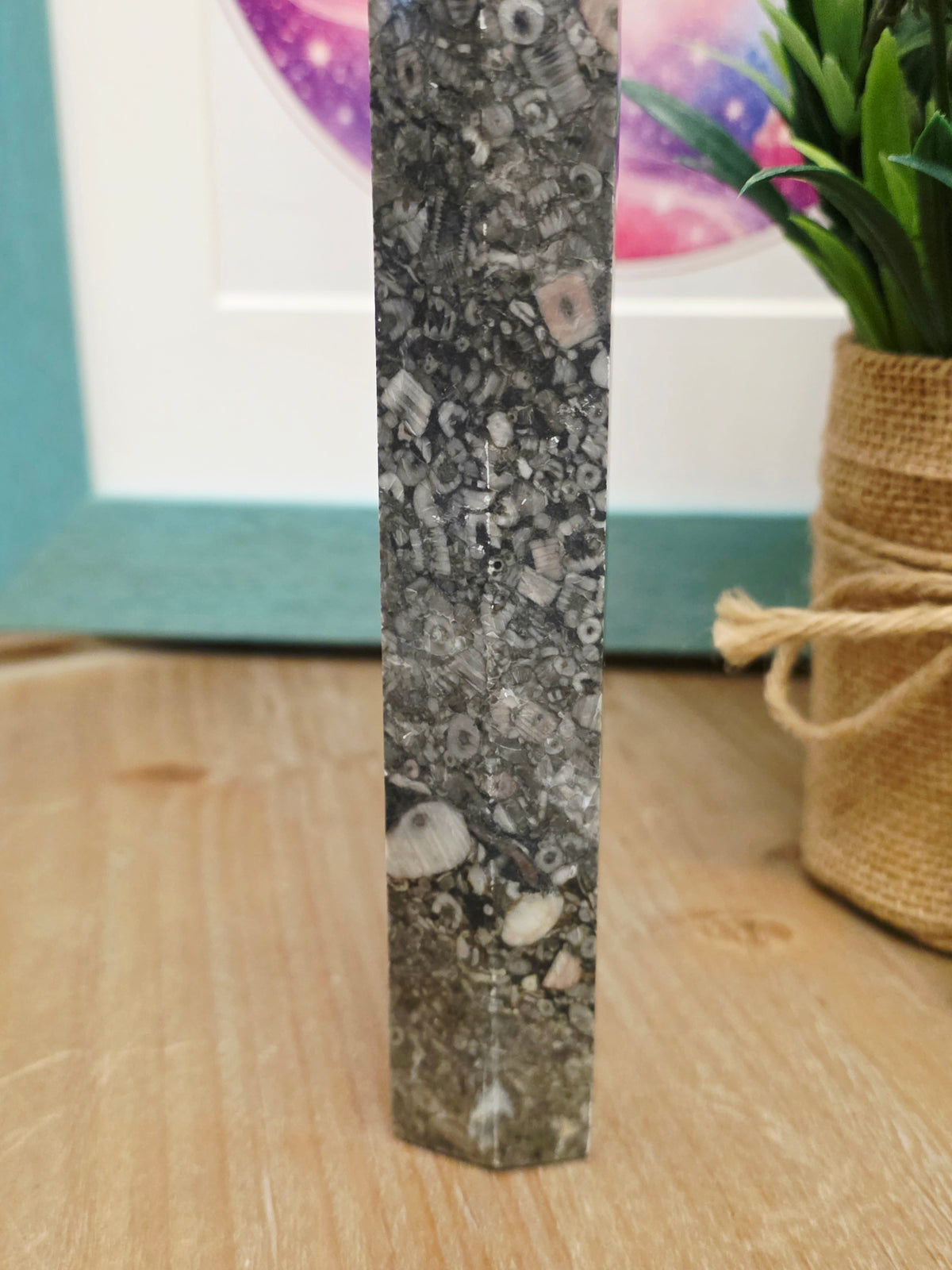 Natural Fossil Coral Tower | 8" Agatized Fossil Coral Point | Polished Coral Fossil Display