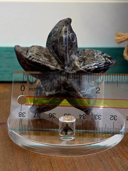 Orthoceras Fossil Stone Starfish Set of 2 | Polished Fossil Sea Star Carvings | Natural Stone Ocean Décor