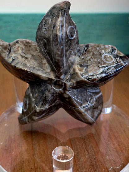 Orthoceras Fossil Stone Starfish Set of 2 | Polished Fossil Sea Star Carvings | Natural Stone Ocean Décor