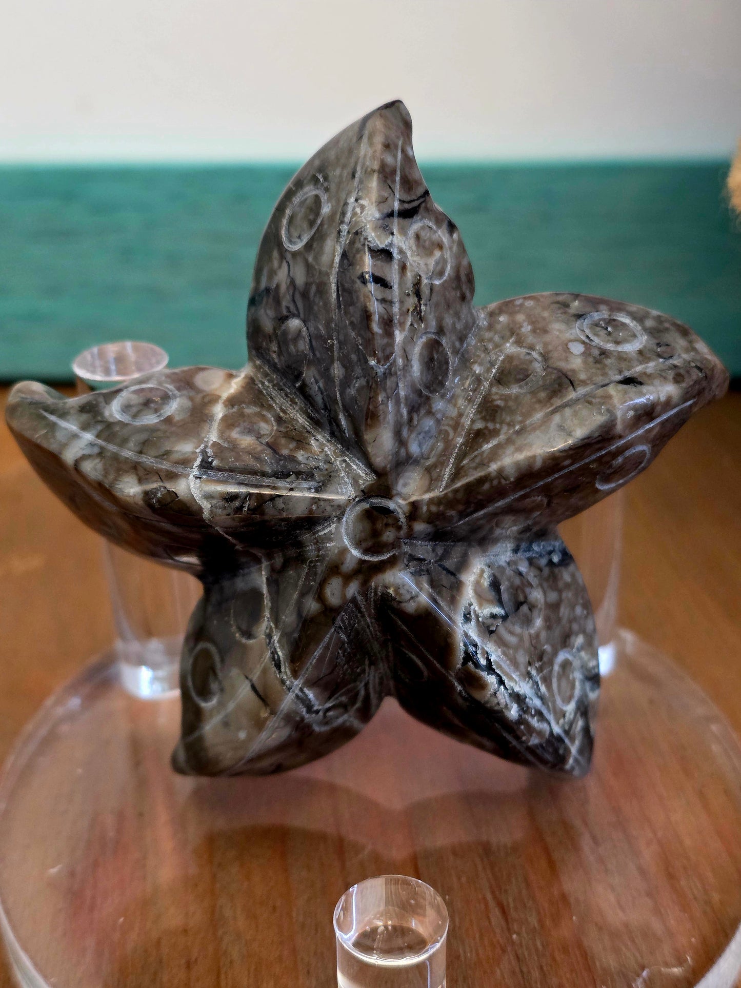 Orthoceras Fossil Stone Starfish Set of 2 | Polished Fossil Sea Star Carvings | Natural Stone Ocean Décor