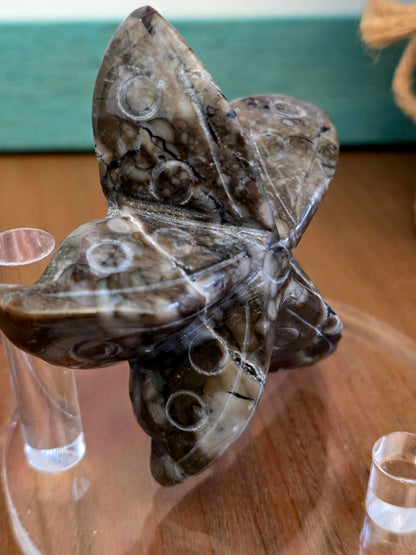 Orthoceras Fossil Stone Starfish Set of 2 | Polished Fossil Sea Star Carvings | Natural Stone Ocean Décor