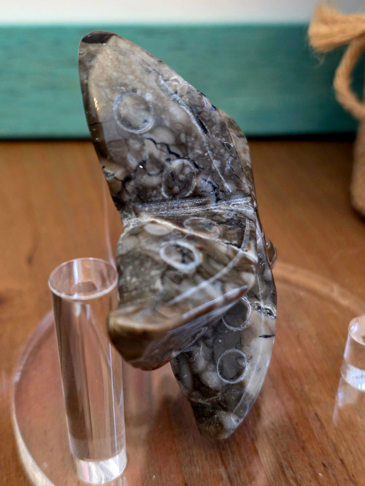 Orthoceras Fossil Stone Starfish Set of 2 | Polished Fossil Sea Star Carvings | Natural Stone Ocean Décor