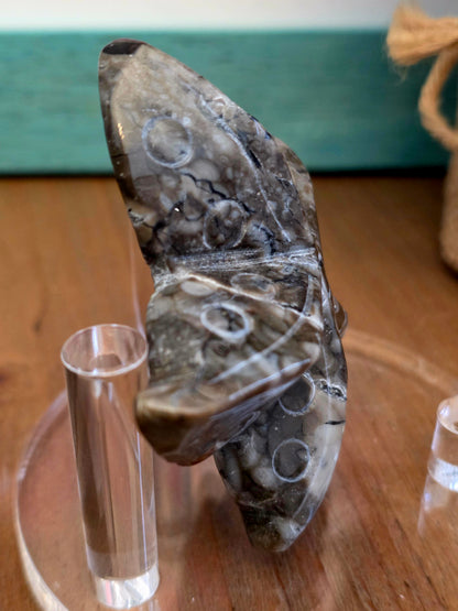 Orthoceras Fossil Stone Starfish Set of 2 | Polished Fossil Sea Star Carvings | Natural Stone Ocean Décor