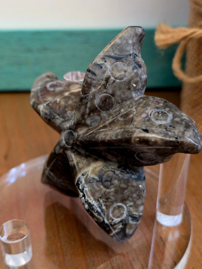 Orthoceras Fossil Stone Starfish Set of 2 | Polished Fossil Sea Star Carvings | Natural Stone Ocean Décor