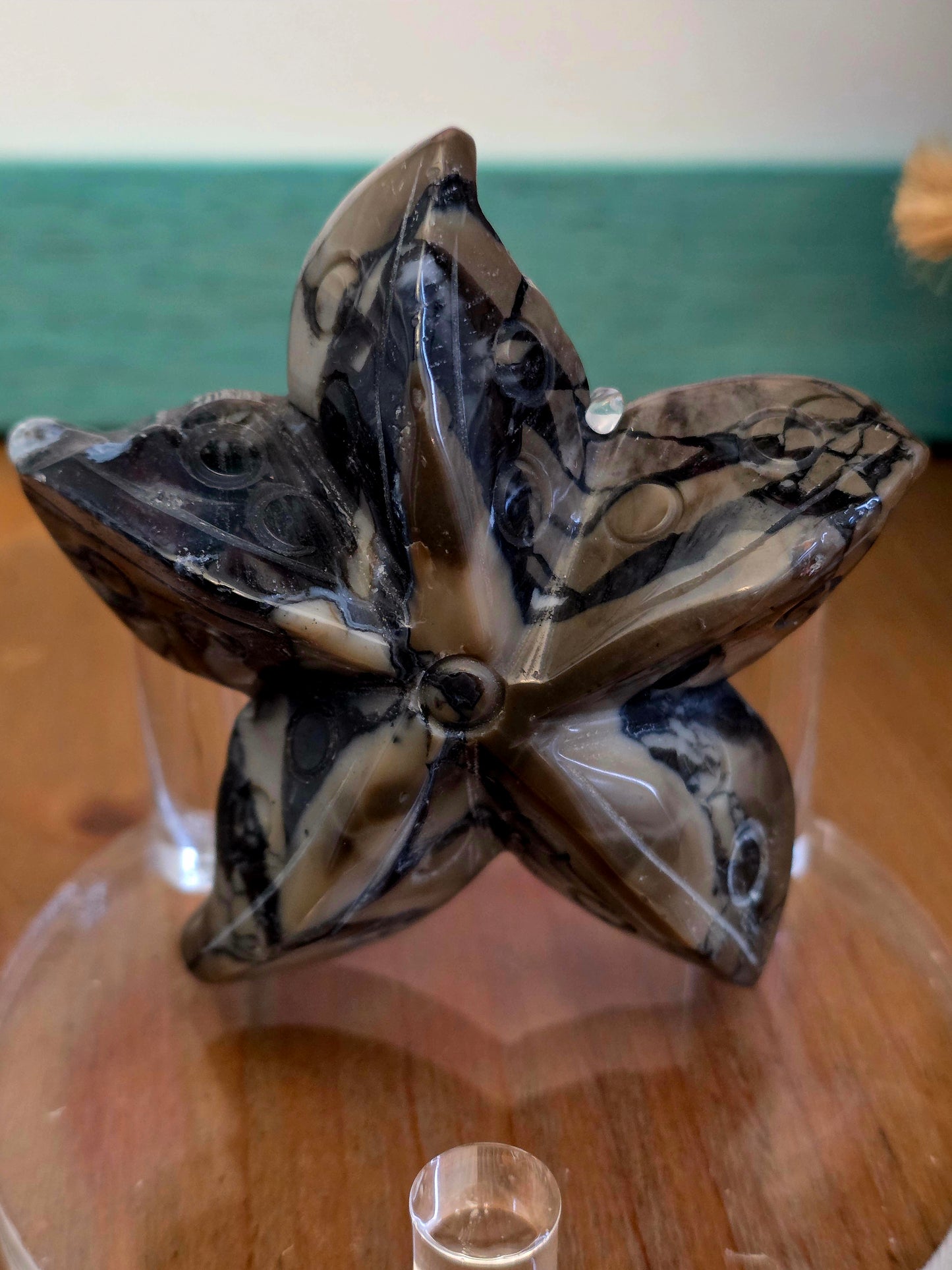 Orthoceras Fossil Stone Starfish Set of 2 | Polished Fossil Sea Star Carvings | Natural Stone Ocean Décor