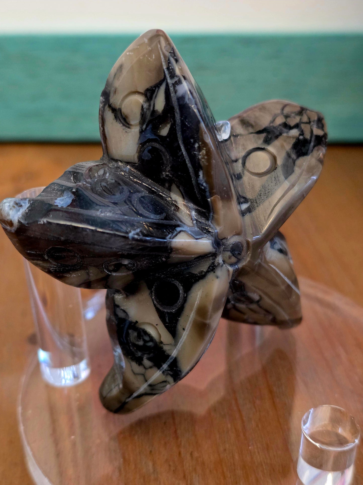 Orthoceras Fossil Stone Starfish Set of 2 | Polished Fossil Sea Star Carvings | Natural Stone Ocean Décor