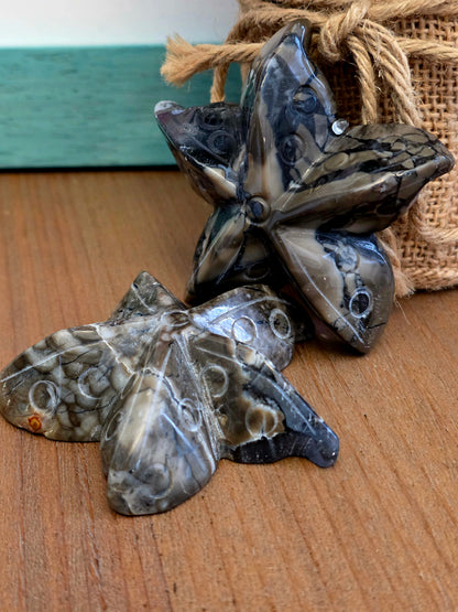 Orthoceras Fossil Stone Starfish Set of 2 | Polished Fossil Sea Star Carvings | Natural Stone Ocean Décor