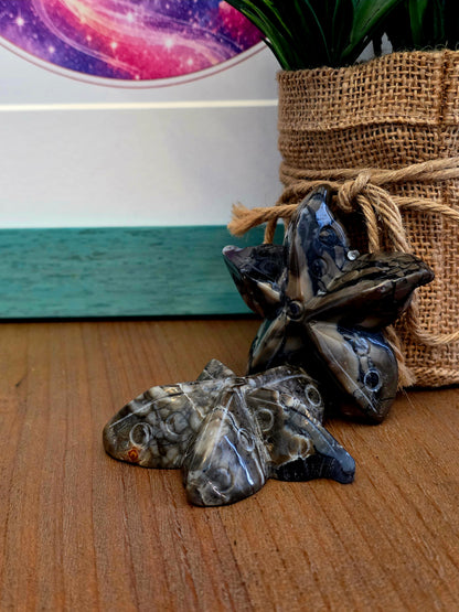 Orthoceras Fossil Stone Starfish Set of 2 | Polished Fossil Sea Star Carvings | Natural Stone Ocean Décor