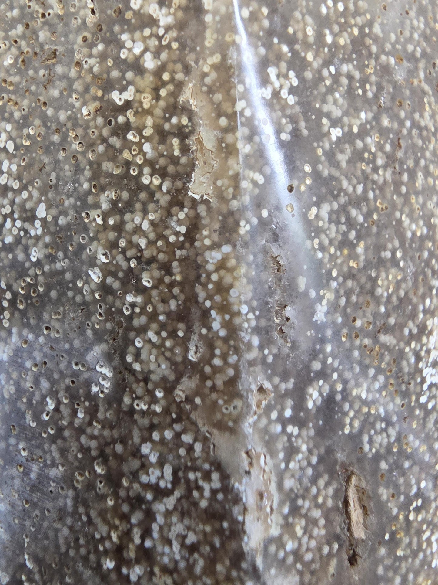 Polished Fossil Coral Tower | Agatized Ocean Stone Décor (Approx. 9.5 inches)